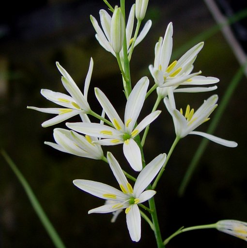 Anthericum ramosum